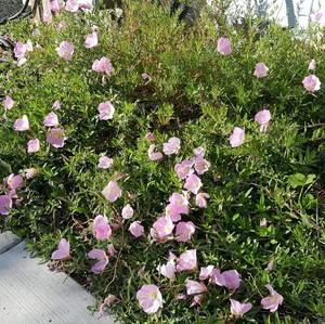 Meet your Posher, Clarice